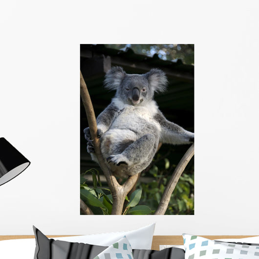 Koala in a Tree Wall Decal