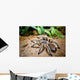 Tarantula Wall Decal