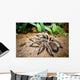Tarantula Wall Decal