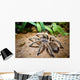 Tarantula Wall Decal