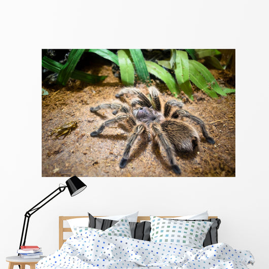 Tarantula Wall Decal