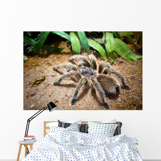 Tarantula Wall Decal
