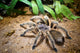 Tarantula Wall Decal
