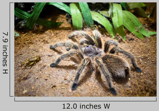 Tarantula Wall Decal