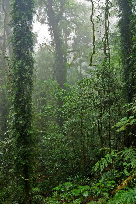 Rain Forest Wall Decal