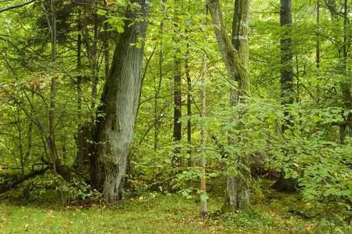 Forest Landscape with Wall Decal