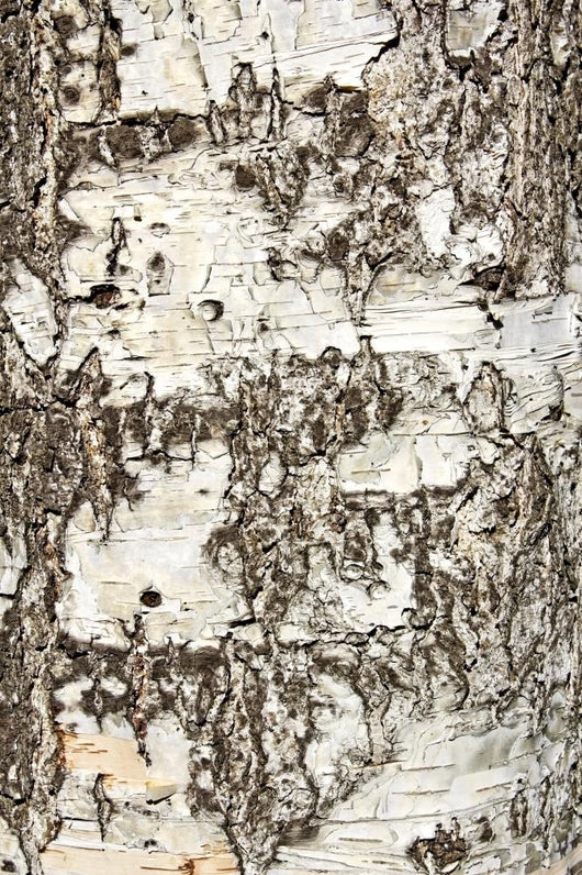 Birch Bark Wall Decal