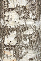 Birch Bark Wall Decal