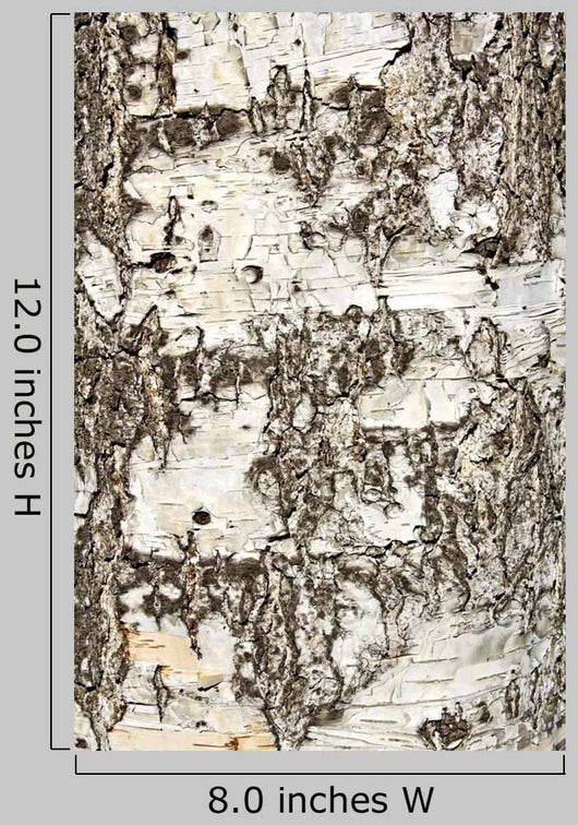 Birch Bark Wall Decal