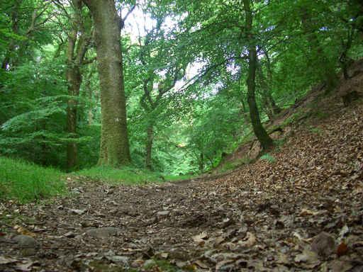 Woodland Path Wall Decal