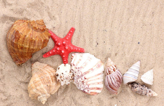Seashells and Starfish Sand Wall Decal