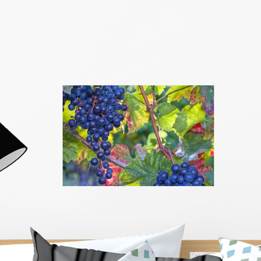 Blue Grapes Sunlight Wall Decal