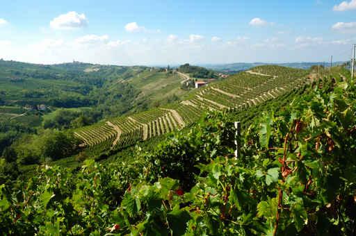 Vineyards Wall Decal