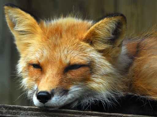 Resting Red Fox Wall Decal