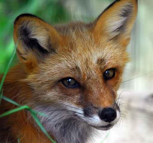Red Fox Close-up Wall Decal