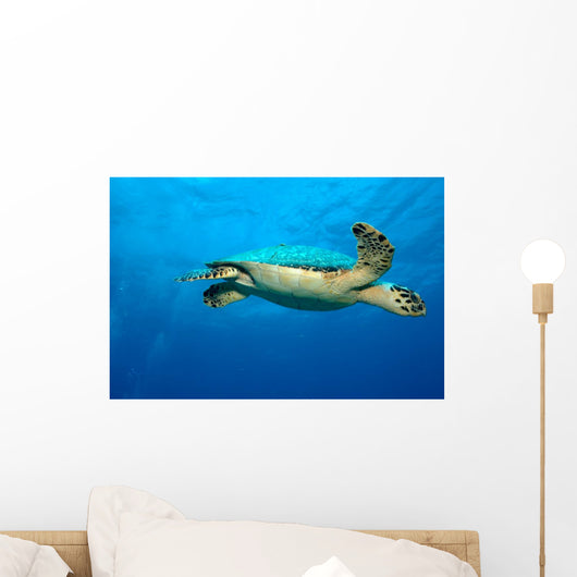 Sxm9 Wall Decal