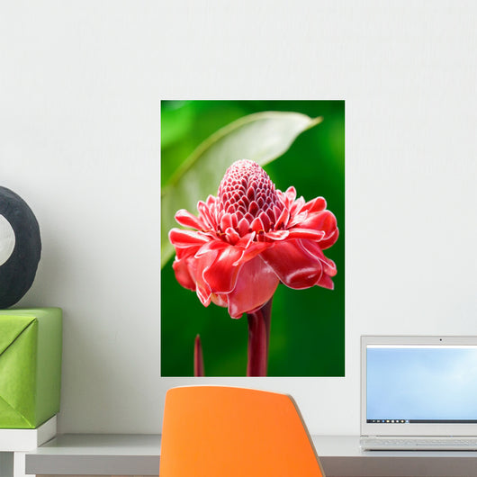 Torch Ginger Etlingera Elatior Wall Decal