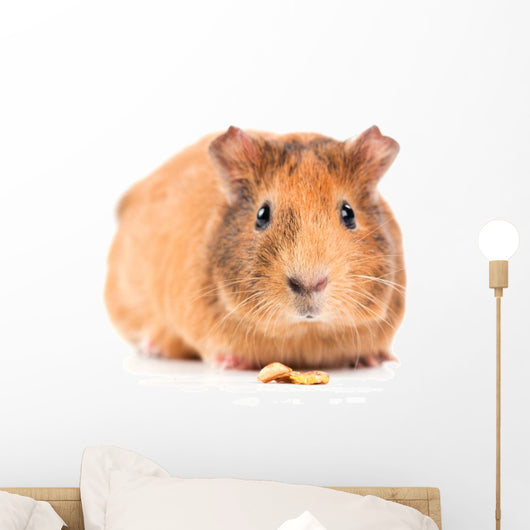 Guinea Pig with Seeds Wall Decal