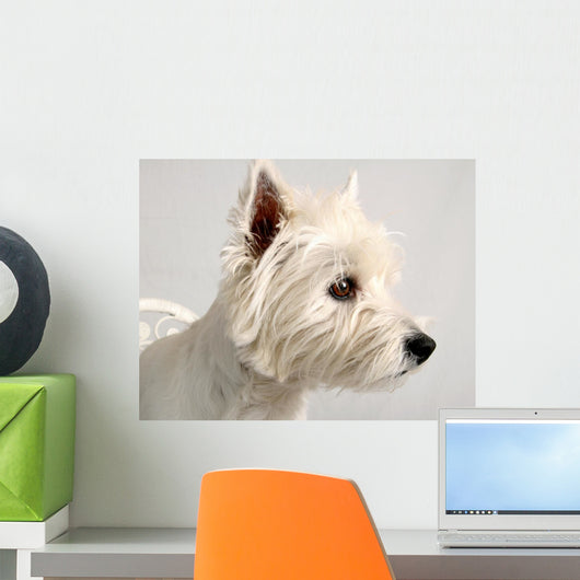 Portrait of a Westie Wall Mural