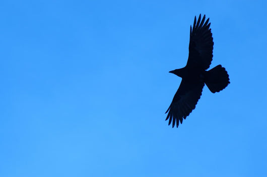 Lone Raven Wall Decal