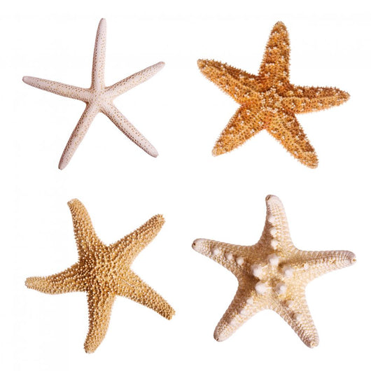 Starfish Wall Stickers Wall Decal