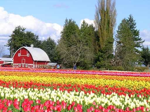 Tulip Barn Wall Decal