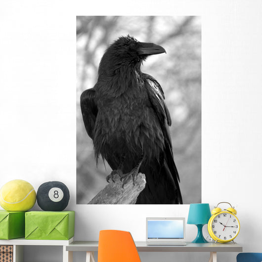 Maitre Corbeau Wall Decal