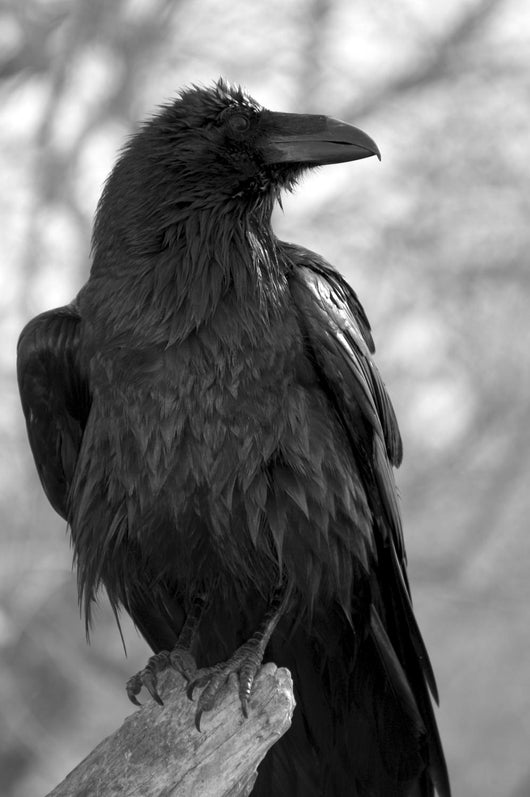 Maitre Corbeau Wall Decal