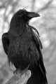 Maitre Corbeau Wall Decal