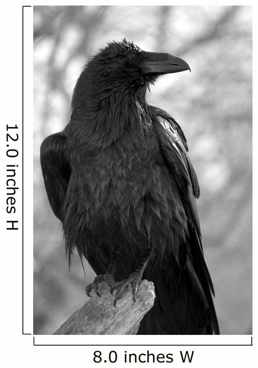 Maitre Corbeau Wall Decal