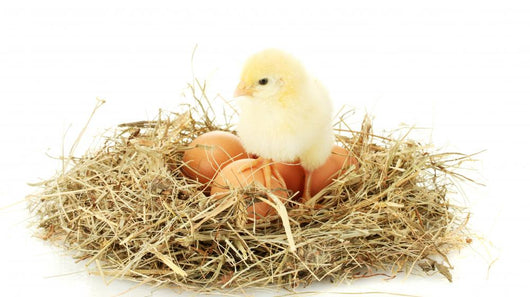 Beautiful Little Chicken and Wall Decal