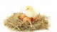 Beautiful Little Chicken and Wall Decal