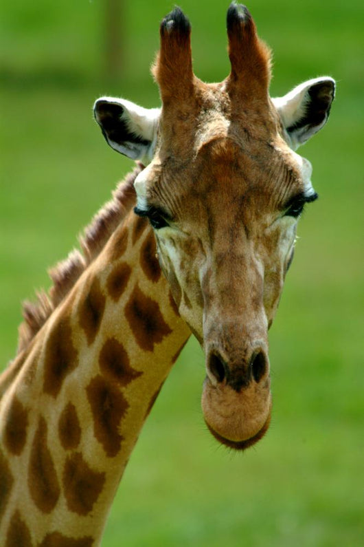 Giraffe Head Wall Decal