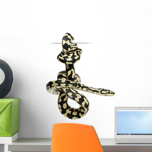 Jungle Carpet Python Morelia Wall Decal