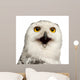 Female Snowy Owl Wall Decal