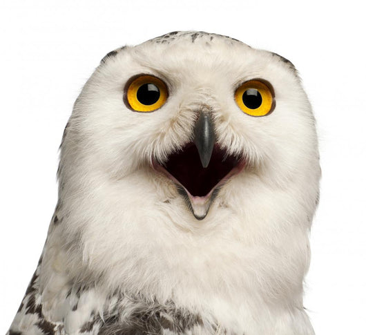 Female Snowy Owl Wall Decal