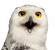 Female Snowy Owl Wall Decal