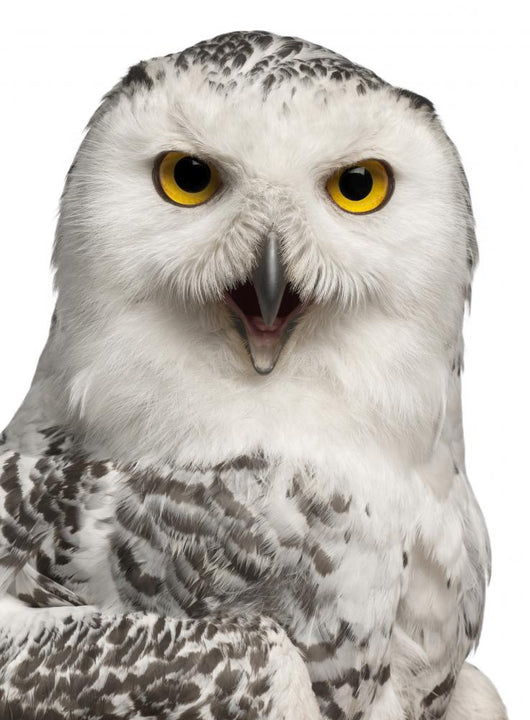 Female Snowy Owl Bubo Wall Decal