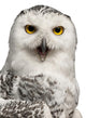 Female Snowy Owl Bubo Wall Decal