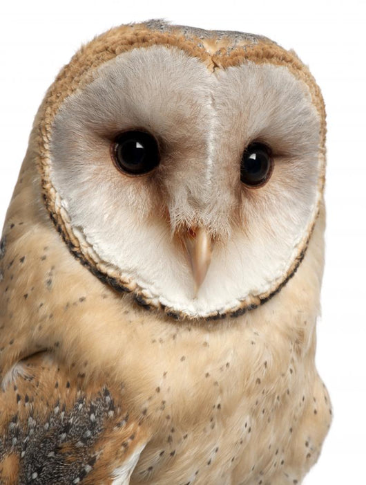 Barn Owl Wall Decal