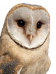 Barn Owl Wall Decal