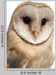 Barn Owl Wall Decal