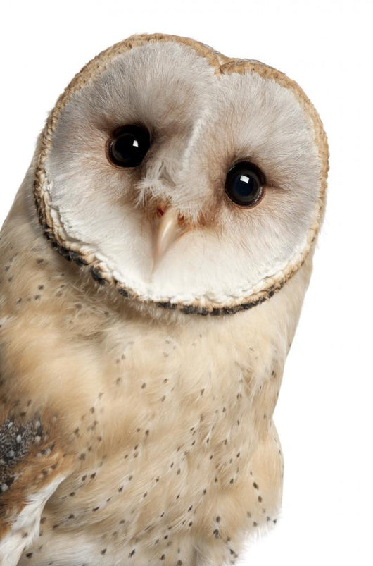 Barn Owl Face Wall Decal