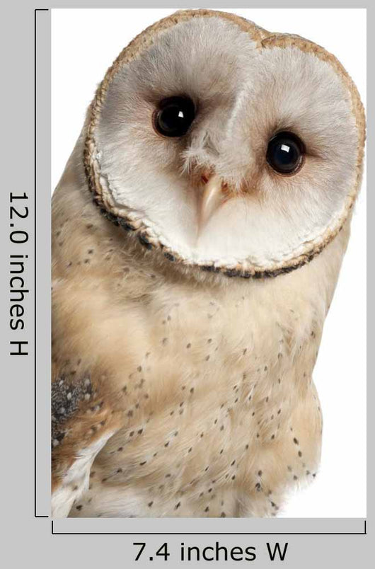 Barn Owl Face Wall Decal