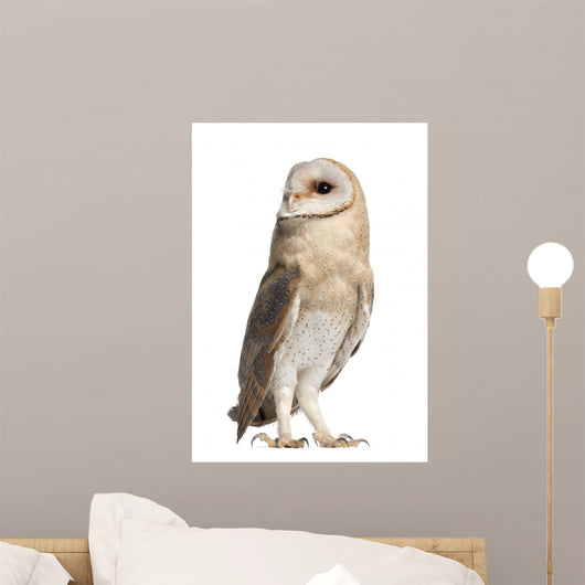 Barn Owl Looking Around Wall Decal