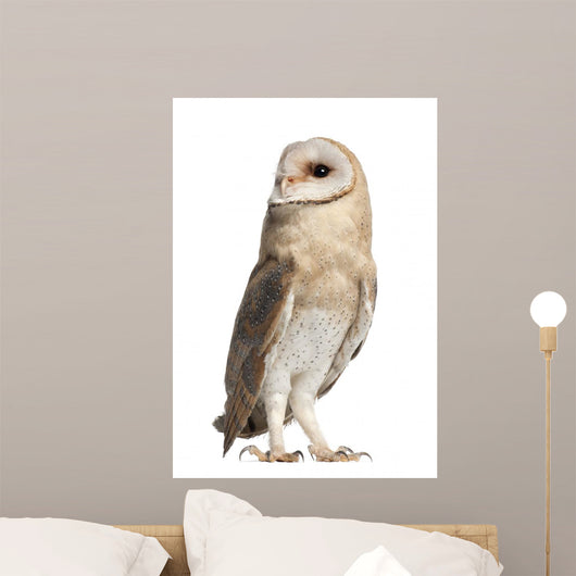 Barn Owl Looking Around Wall Decal
