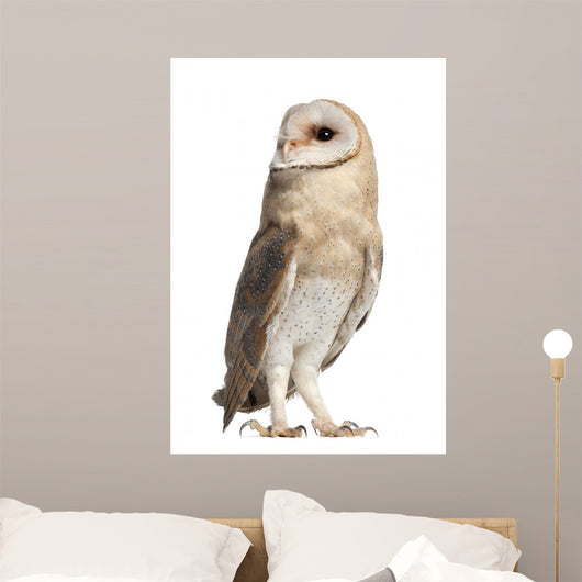 Barn Owl Looking Around Wall Decal