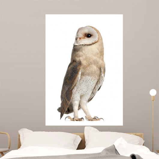 Barn Owl Looking Around Wall Decal