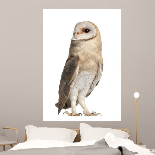 Barn Owl Looking Around Wall Decal