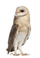 Barn Owl Looking Around Wall Decal